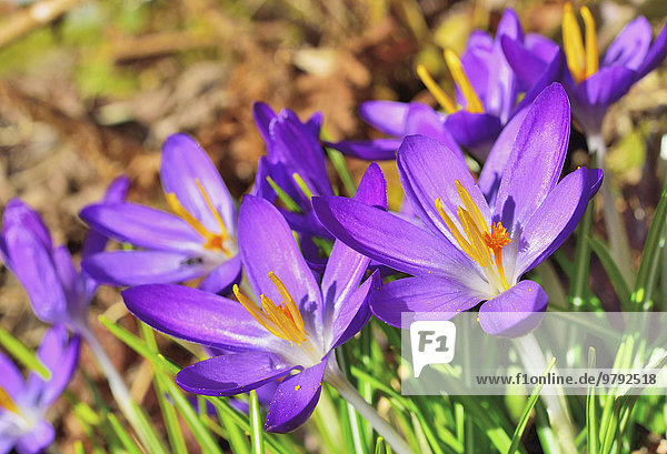 Violette Krokus-Blüten (Crocus sativa) Nahaufnahme  Bayern  Deutschland  Europa