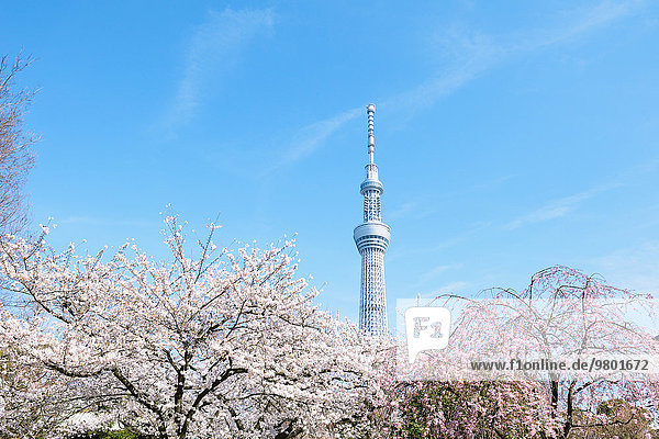 Tokyo Hauptstadt Kirsche blühen Japan