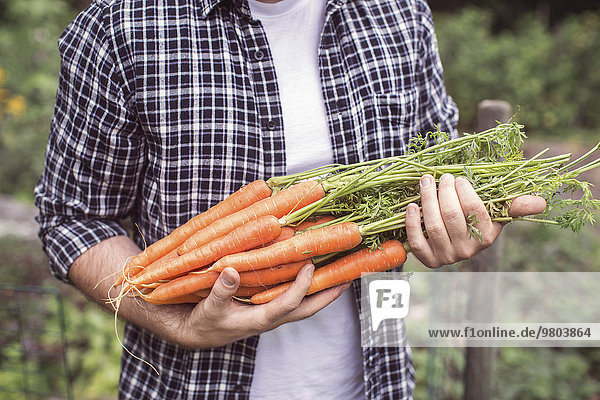 Mittelteil des Mannes  der frisch geerntete Karotten auf dem Biobauernhof hält.