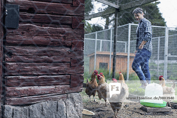 Mann schaut Huhn auf Geflügelfarm an