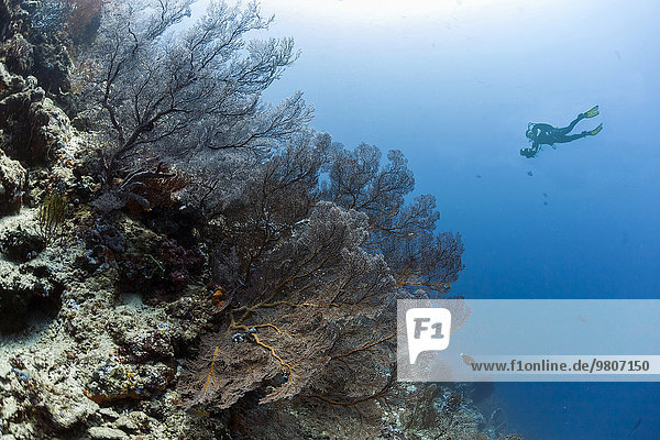 Diving on the reef with sea fans  Hickson's giant fan coral (Subergorgia hicksoni-mollis)  Menjangan  Bali  Indonesia  Asia