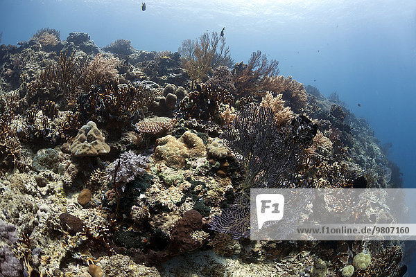 Tropisches Korallenriff vor Menjangan  Bali