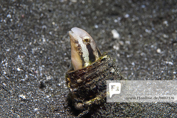Saebelzahnschleimfisch (Petroscirtes breviceps) blickt aus einer versunkenen Glasflasche heraus  Secret Bay  Bali  Indonesien  Asien