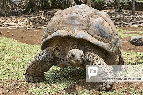 Aldabra-Riesenschildkröte (Aldabrachelys gigantea)  La Vanille Réserve Park  Mauritius  Afrika