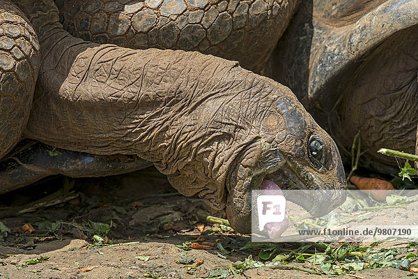 Aldabra-Riesenschildkröte (Aldabrachelys gigantea) beim Fressen, La Vanille Réserve Park, Mauritius, Afrika