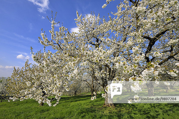 Kirschbaumblüte  Herz-Kirsche (Prunus avium)  Biosphärengebiet Schwäbische Alb  Baden-Württemberg  Deutschland  Europa