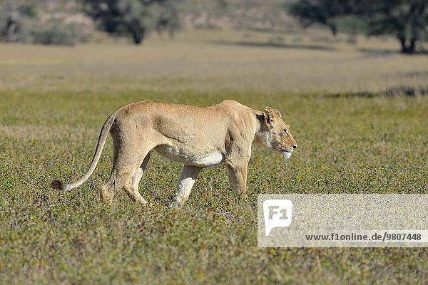 Löwe (Panthera leo) adultes Weibchen unterwegs im Grasland Kgalagadi-Transfrontier-Nationalpark Provinz Nordkap Südafrika