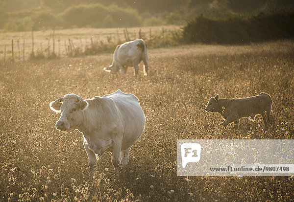 Charolais-Rinder  Kühe auf einer Weide im Abendlicht  Korsika  Frankreich  Europa