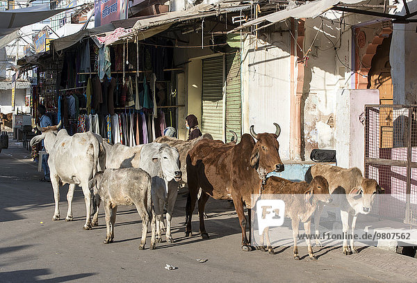 Kühe in den Straßen von Pushkar  Rajasthan  Indien  Asien