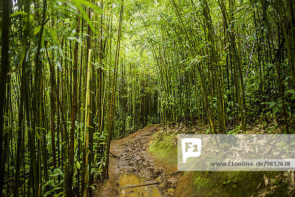 Bambusweg an den Manoa Falls  Honolulu  Hawaii  USA