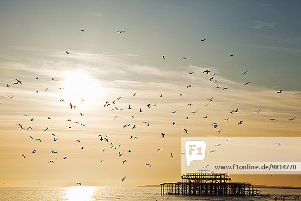 Silhouettenansicht von Möwen,  die über Brighton Pier,  Brighton,  Sussex,  UK fliegen.