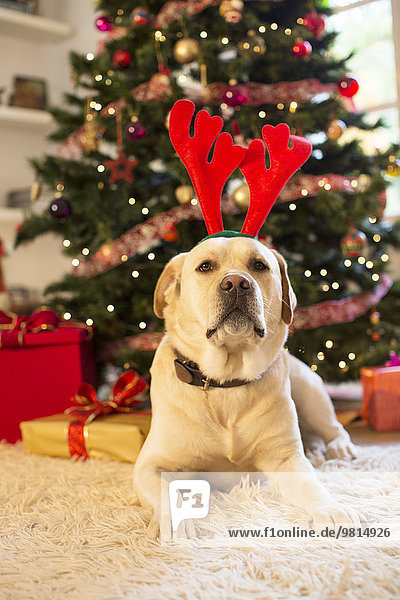 Portrait eines Labrador Retrievers mit Weihnachtsgeweih
