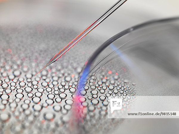 Stammzellforschung  Kerntransfer von embryonalen Stammzellen aus der Petrischale  die beim Klonen für die medizinische Forschung verwendet werden.