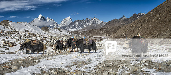 Nepal  Khumbu  Everest region  Yaks near Dingboche