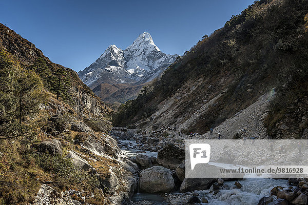 Nepal  Khumbu  Everest region  Pangboche  trekkers and yaks on the Everest Trail with Ama Dablam
