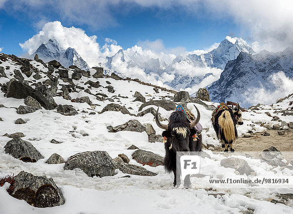 Nepal  Khumbu  Everest-Region  Yaks im Basislager Lobuche