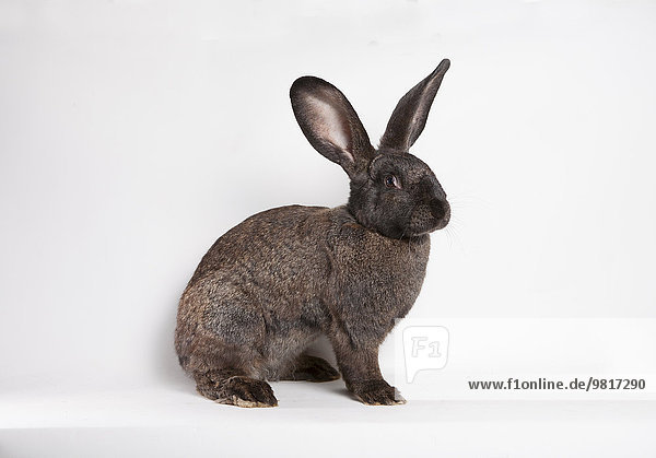 Brown rabbit in front of white background