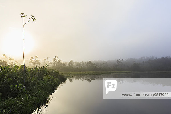 Ecuador  Amazonasgebiet  Nebel über dem Pilchicochasee