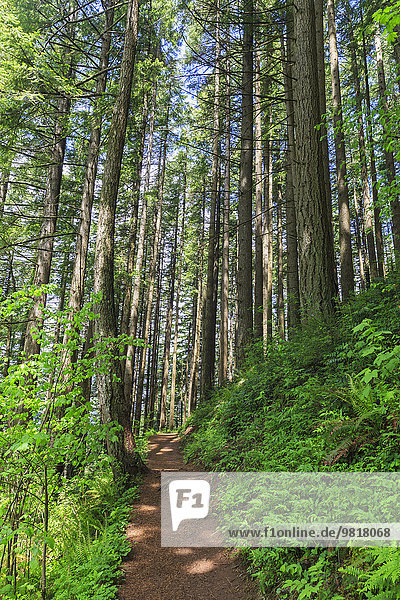 USA  Oregon  Multnomah County  Columbia River Gorge  Wanderweg im Wald
