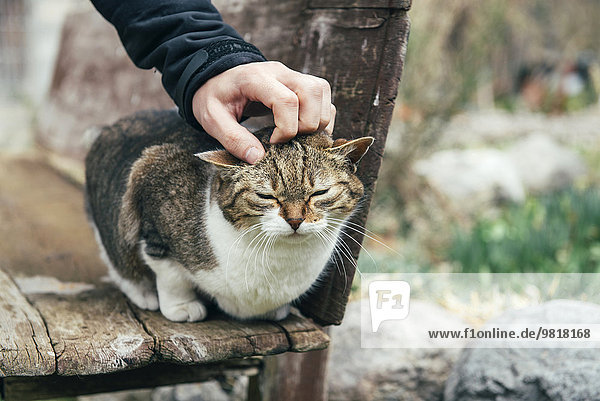 Mann streichelt eine streunende Katze  die auf einer Holzbank sitzt.