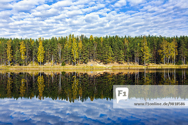 Estland  Odri-See  Bäume  die sich auf ruhigem Wasser spiegeln