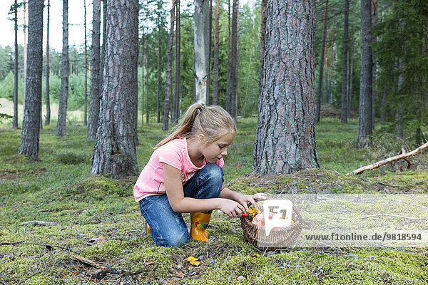 Estland  Mädchen beim Pilzsammeln im Wald