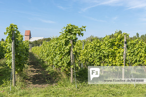 Deutschland  Schleswig-Holstein  Sylt  Keitum  Weinbau