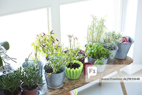 Pflanzen und Kräuter am Fenster