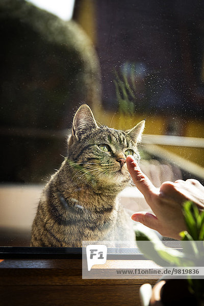 Cat behind window looking at woman's hand