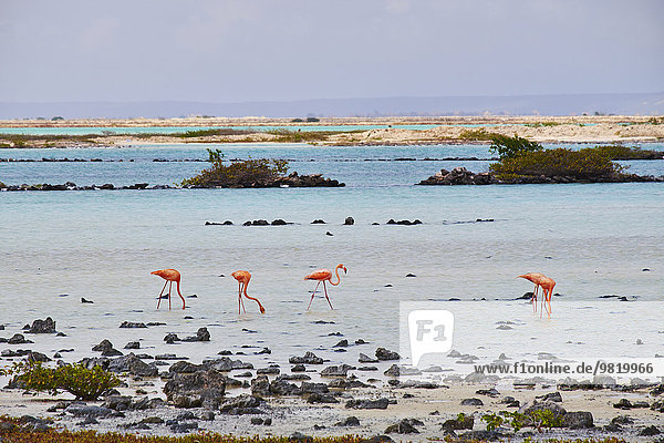 Karibik  Niederländische Antillen  Bonaire  Flamingos im Wasser
