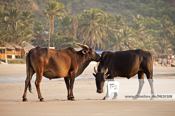 Indien  Karnataka  Kühe am Kudle Beach bei Gokarna