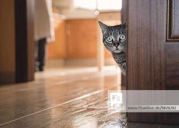 Tabby Katze versteckt sich hinter einer Tür zu Hause
