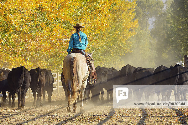 USA  Wyoming  cowgirl riding horse and herding cattles