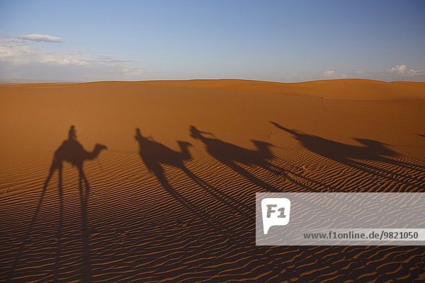 Marokko  Sahara  Schatten der Kamele in der Wüste