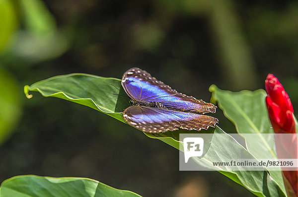 Costa Rica  Schmetterling  Heliconius cydno glalanthus