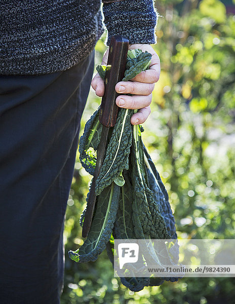 Grünkohl Brassica oleracea Messer halten Mann