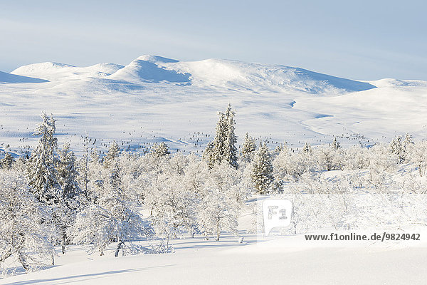 Winter landscape