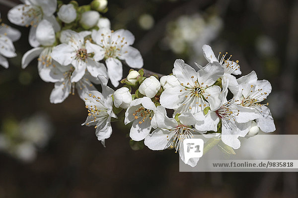 Vogel-Kirsche oder Wildkirsche (Prunus avium)  Blüten  Niederösterreich  Österreich  Europa