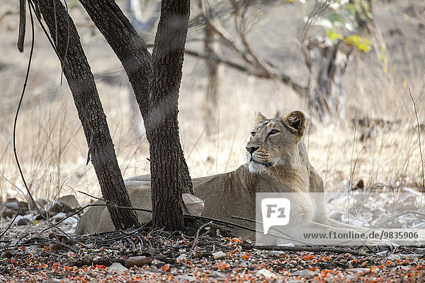 Asiatischer Löwe (Panthera leo persica) liegt aufmerksam unterm Baum  Weibchen  Gir Interpretation Zone oder Devalia  Gir-Nationalpark  Gir-Schutzgebiet  Gujarat  Indien  Asien