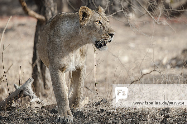 Asiatischer Löwe (Panthera leo persica)  Weibchen  Gir Interpretation Zone oder Devalia  Gir-Nationalpark  Gir-Schutzgebiet  Gujarat  Indien  Asien