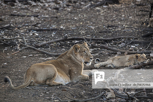 Asiatischer Löwe (Panthera leo persica)  Weibchen  Löwin mit Jungtier  Gir Interpretation Zoneoder Devalia Safari Park   Gir-Nationalpark  Gir-Schutzgebiet  Gujarat  Indien  Asien
