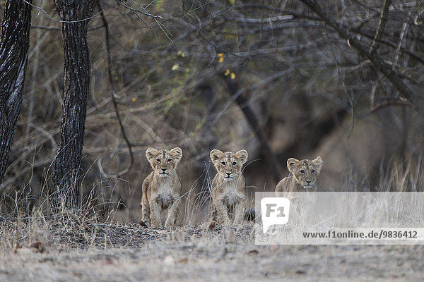 Asiatischer Löwe (Panthera leo persica)  Jungtiere  Gir Interpretation Zone oder Devalia Safari Park  Gir-Nationalpark  Gir-Schutzgebiet  Gujarat  Indien  Asien