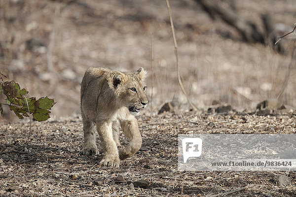 Asiatischer Löwe (Panthera leo persica)  Jungtier  Gir Interpretation Zone oder Devalia Safari Park  Gir-Nationalpark  Gir-Schutzgebiet  Gujarat  Indien  Asien
