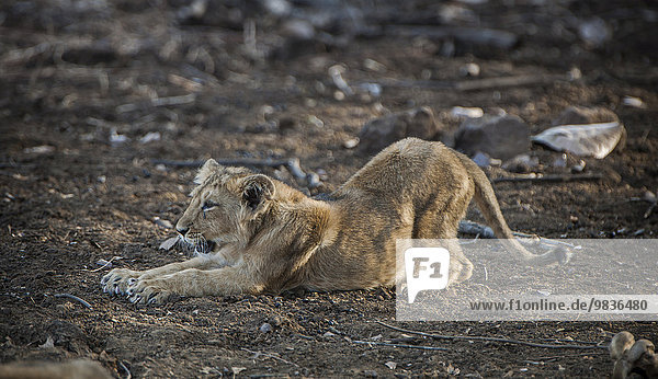 Asiatischer Löwe (Panthera leo persica)  Jungtier streckt sich  Gir Interpretation Zone oder Devalia Safari Park  Gir-Nationalpark  Gir-Schutzgebiet  Gujarat  Indien  Asien