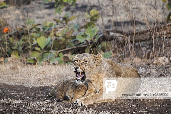Asiatischer Löwe (Panthera leo persica),  Weibchen säugt Jungtiere,  Gir Interpretation Zone oder Devalia Safari Park,  Gir-Nationalpark,  Gir-Schutzgebiet,  Gujarat,  Indien,  Asien