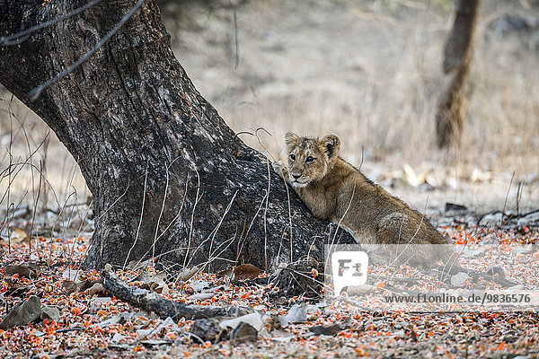Asiatischer Löwe (Panthera leo persica)  Jungtier schärft sich die Krallen an einem Baum  Gir Interpretation Zone oder Devalia Safari Park  Gir-Nationalpark  Gir-Schutzgebiet  Gujarat  Indien  Asien