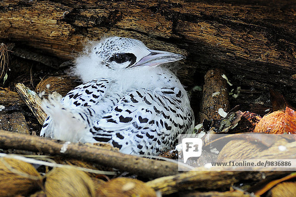 Junger Weißschwanz-Tropikvogel (Phaethon lepturus) im Nest  Insel Cousin  Seychellen  Afrika