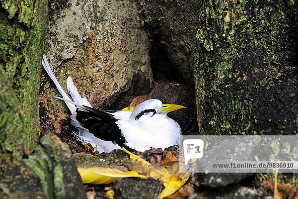 Weißschwanz-Tropikvogel (Phaethon lepturus) im Nest  Insel Cousin  Seychellen  Afrika