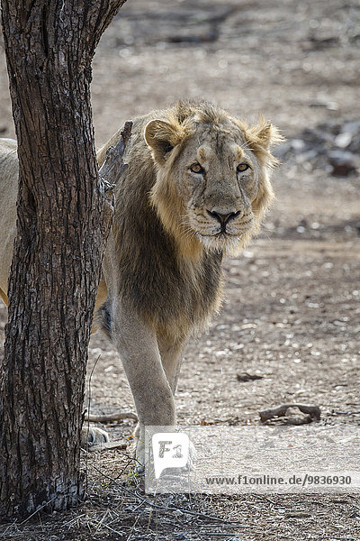 Asiatischer Löwe (Panthera leo persica)  Männchen  Gir Interpretation Zone oder Devalia Safari Park  Gir-Nationalpark  Gir-Schutzgebiet  Gujarat  Indien  Asien