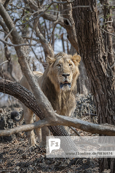 Asiatischer Löwe (Panthera leo persica)  Männchen durchstreift das Gebiet  Gir Interpretation Zone oder Devalia Safari Park  Gir-Nationalpark  Gir-Schutzgebiet  Gujarat  Indien  Asien